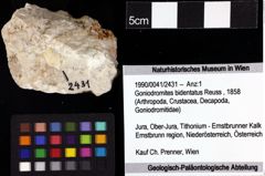 Foto (Objket + Etiketten) von Goniodromites bidentatus (Reuss, 1858) 